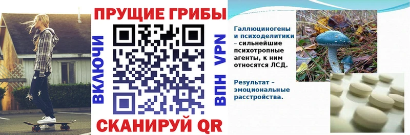 Купить где  Староминская  Галлюциногенные грибы прущие грибы 
